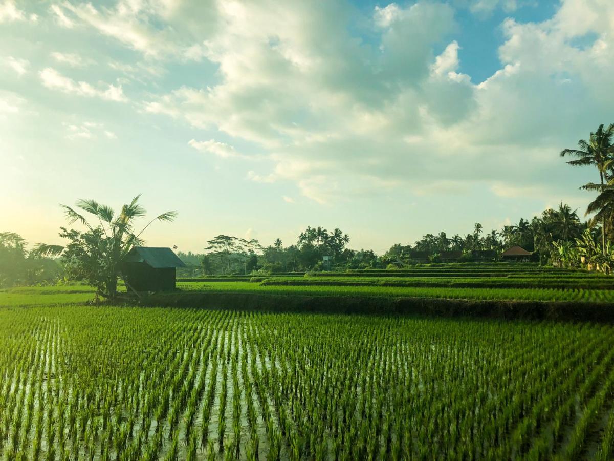 Rayshiva Homestay Ubud Exteriör bild